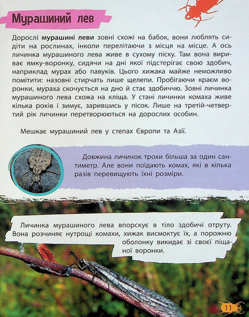 Minienciclopédia. Insetos e aranhas