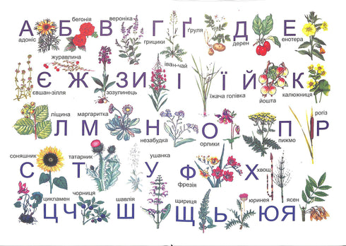 Abecedário. Manual para o 1º ano