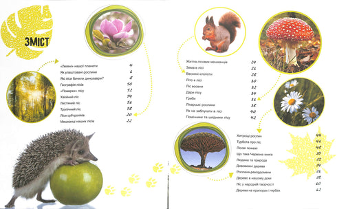 O mundo e seus segredos: A vida da floresta