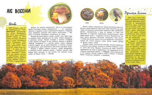 O mundo e seus segredos: A vida da floresta