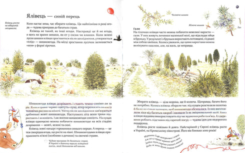 Expedição com a formiga Sofi. Exploramos a natureza à nossa volta.